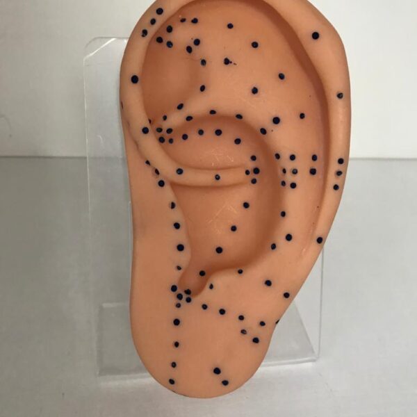 Model ucha duży na podstawce