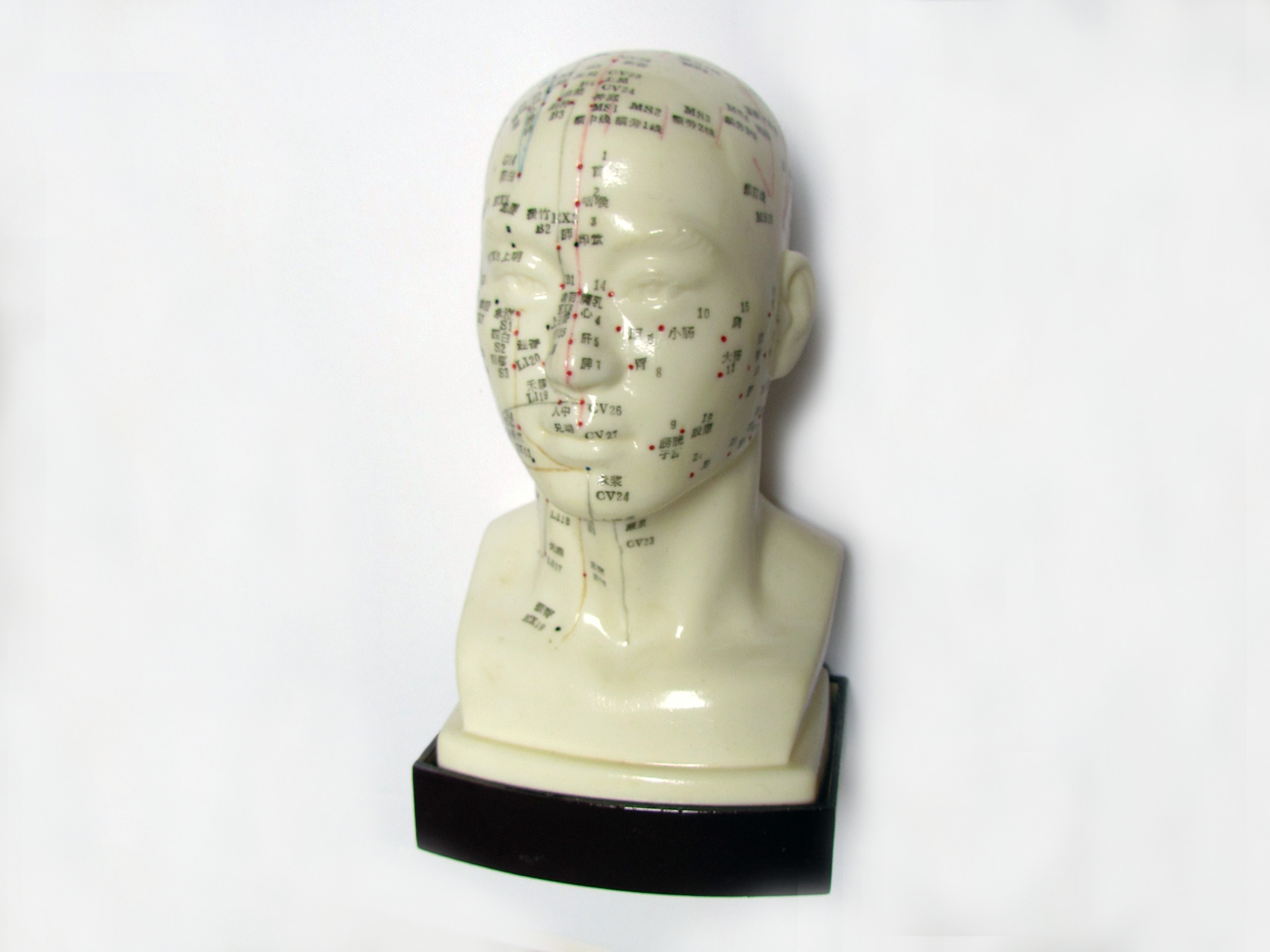 Model głowy - obrazek 4