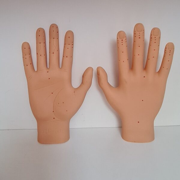 Model dłoni - prawej