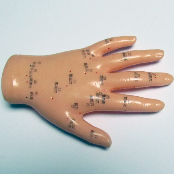 Model dłoni