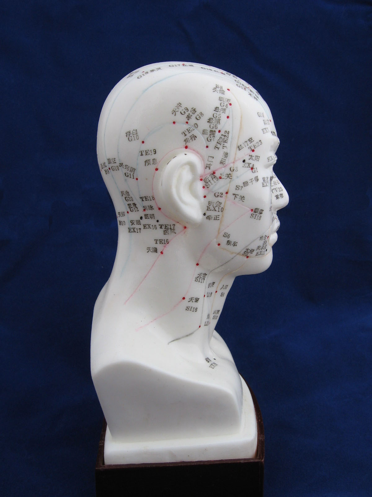 Model głowy - obrazek 2