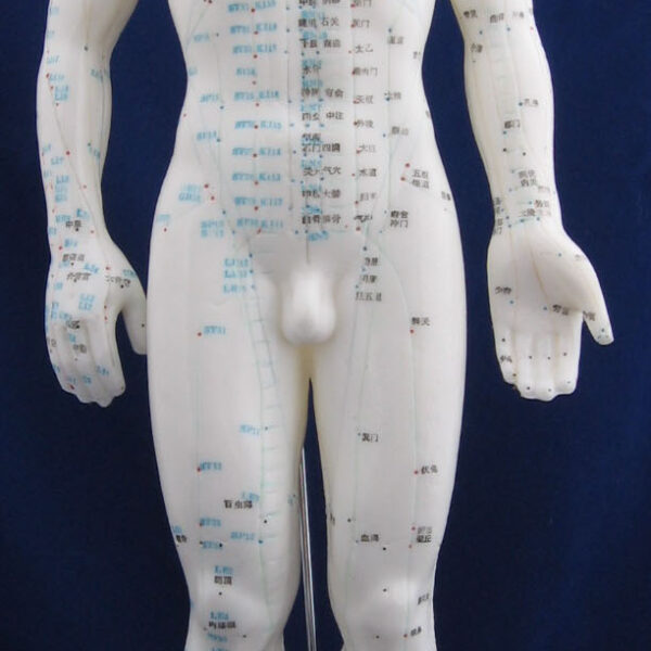 Model człowieka (mężczyzna)